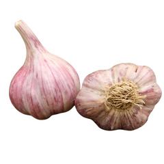 Sadbový cesnak Slavin, paličiak 4 ks